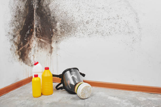 Best Residential Mold Removal  in Colesville, MD