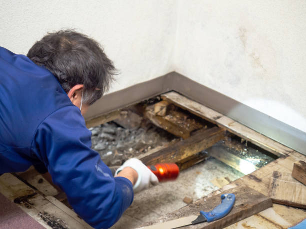 Best Water Damage Restoration  in Colesville, MD