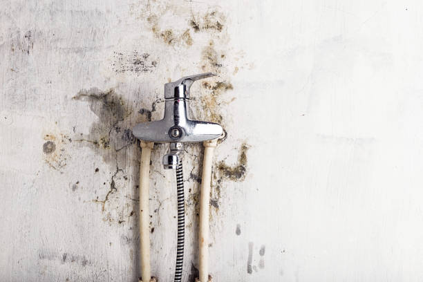 Best Professional Mold Removal  in Colesville, MD