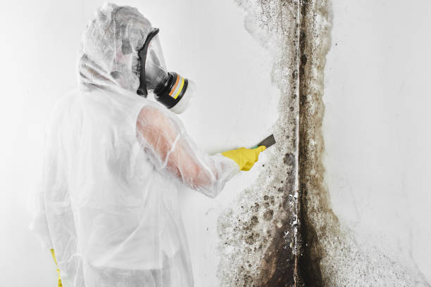 Best Commercial Mold Removal  in Colesville, MD