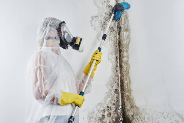 Best Mold Remediation Experts  in Colesville, MD