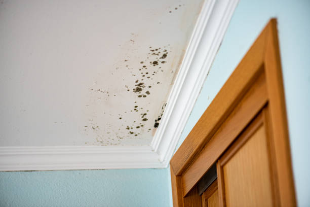 Best Mold Testing  in Colesville, MD