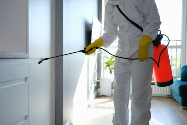 Best Local Mold Removal Service  in Colesville, MD