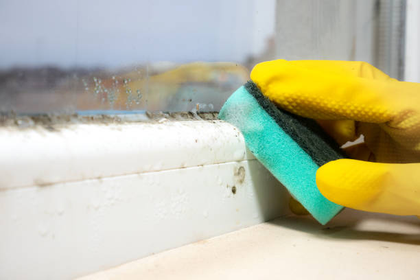 Best Crawl Space Mold Removal  in Colesville, MD