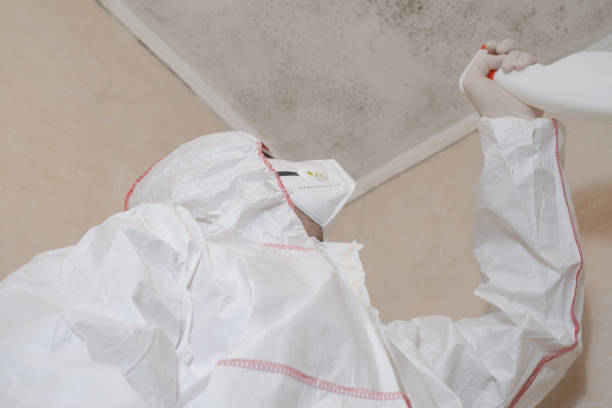 Best Mold Remediation  in Colesville, MD
