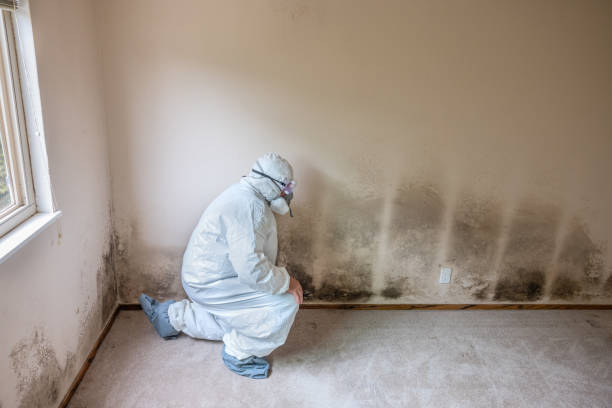 Best Best Mold Removal Companies  in Colesville, MD