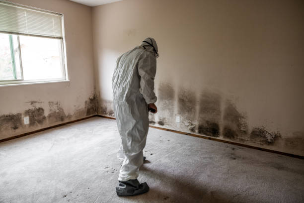 Professional Mold Removal in Colesville, MD