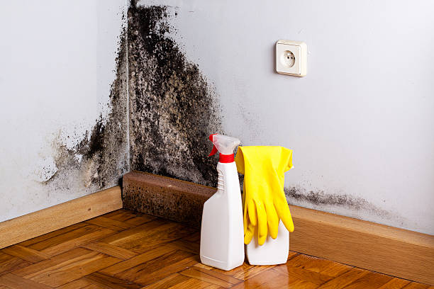 Best Mold Removal Near Me  in Colesville, MD
