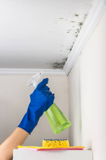 Best Attic Mold Removal  in Colesville, MD